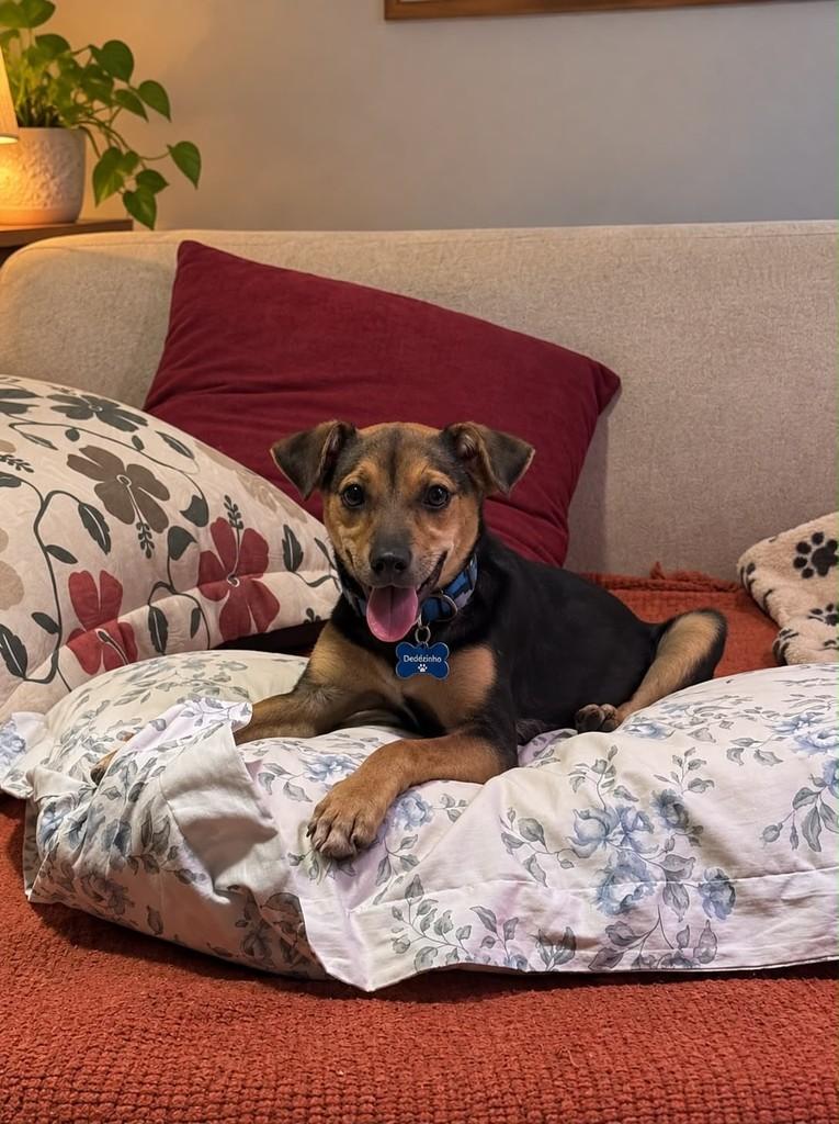 Dedezinho, cachorro de porte pequeno para adoção em Cariacica - ES