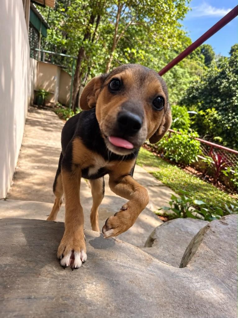 Dedezinho, cachorro de porte pequeno para adoção em Cariacica - ES — foto 3 de 5