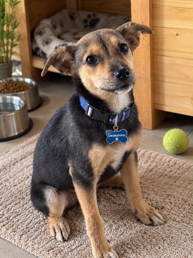 Dedezinho, cachorro de porte pequeno para adoção em Cariacica - ES — foto 4 de 5