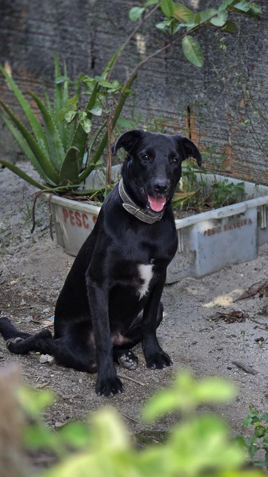 Tuco, cachorro de porte grande para adoção em Florianópolis - SC