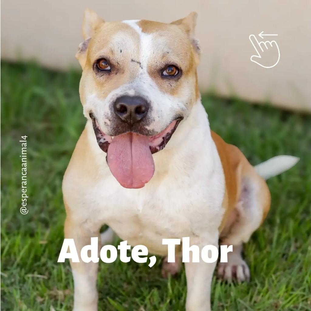 Thor, cachorro de porte grande para adoção em Florianópolis - SC