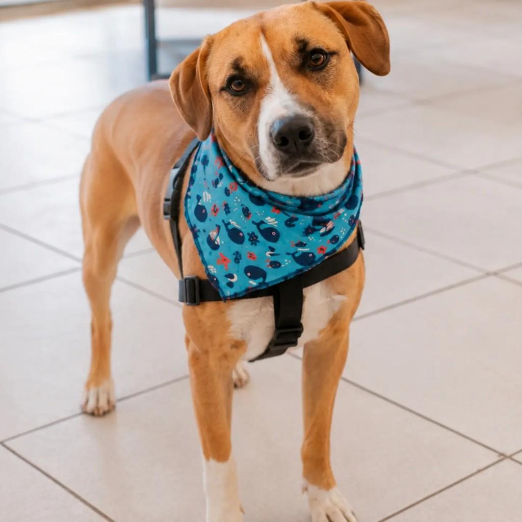 Badan, cachorro de porte médio para adoção em Florianópolis - SC