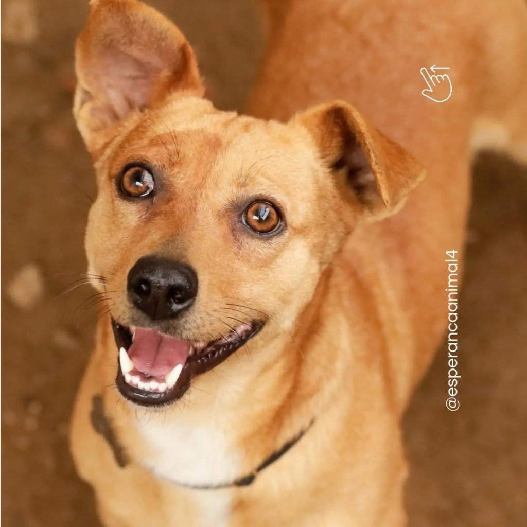 Fred, cachorro de porte pequeno para adoção em Biguaçu - SC