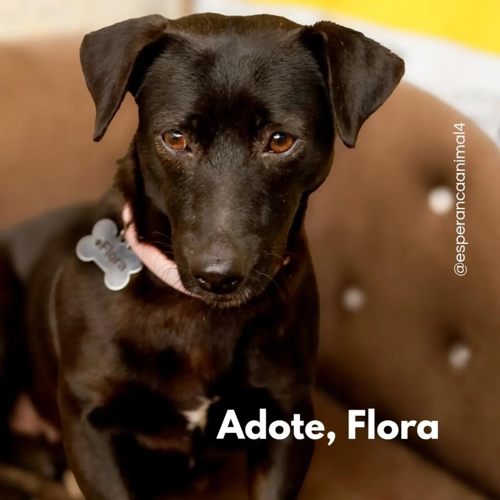 Flora, cadela de porte pequeno para adoção em Biguaçu - SC