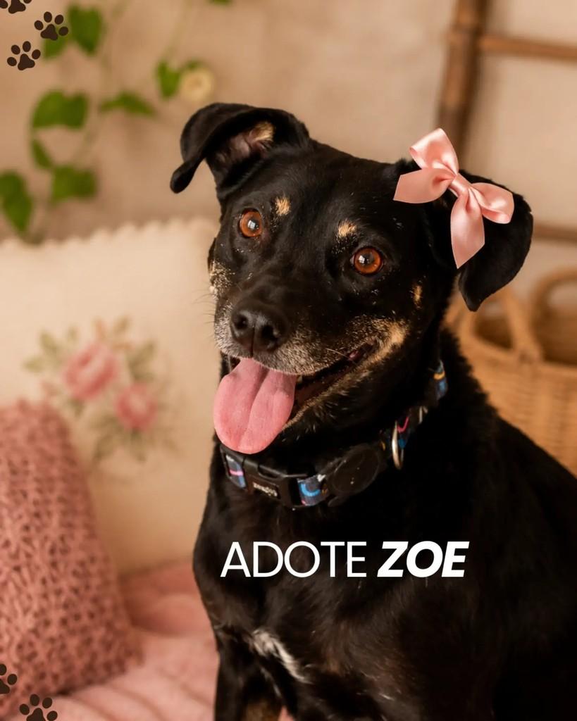 Zoe, cadela de porte médio para adoção em Florianópolis - SC