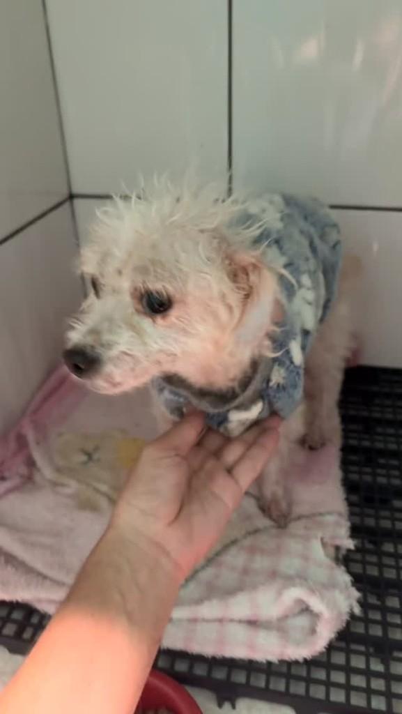 Brigitte, cachorro de porte pequeno para adoção em Vespasiano - MG