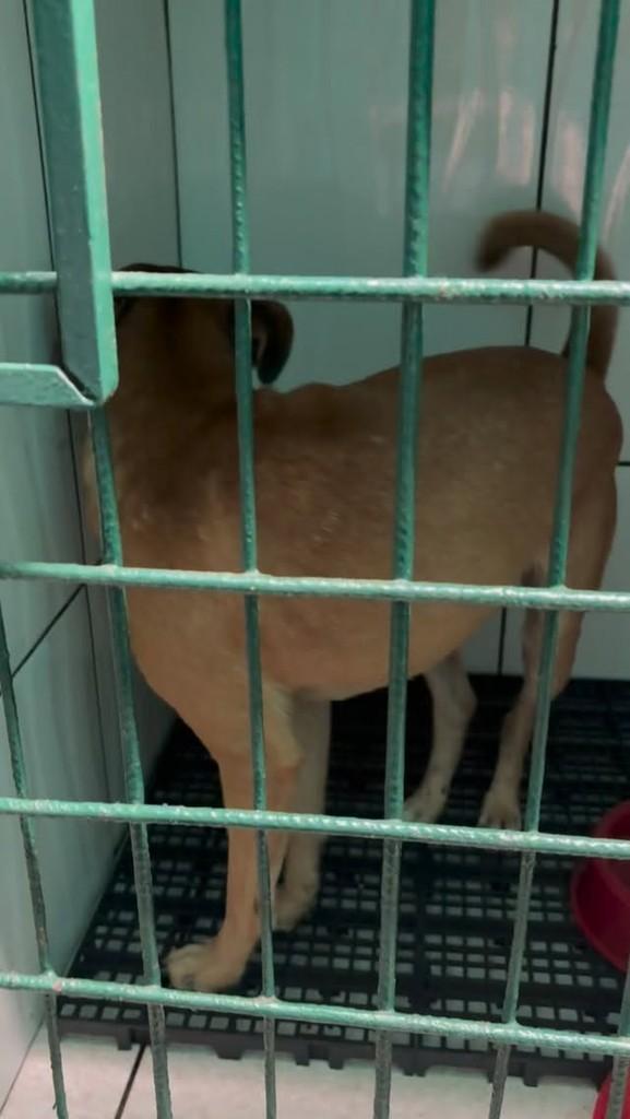 Canguru, cachorro de porte médio para adoção em Vespasiano - MG