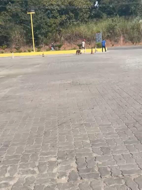 Rajado, cachorro para adoção em Prudente de Morais - MG