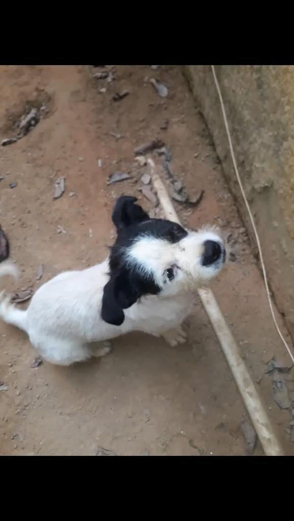 Belinha, cachorro de porte pequeno para adoção em Vespasiano - MG