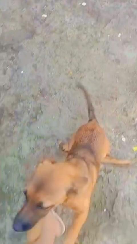Caramelinha, cachorro de porte pequeno para adoção em Vespasiano - MG