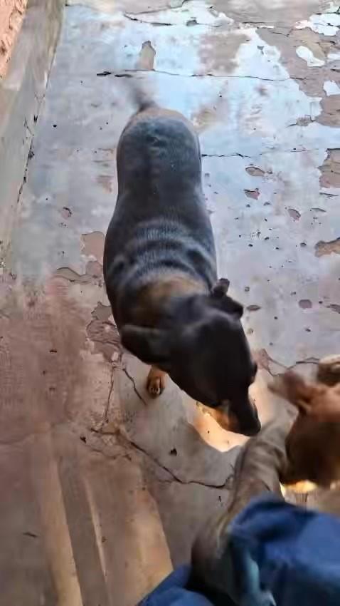 Neguinha, cachorro de porte pequeno para adoção em Taquarussu - MS