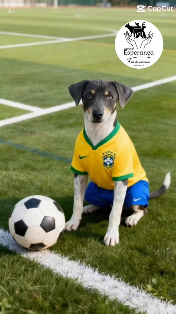 Zequinha, cachorro de porte pequeno para adoção em Taquarussu - MS