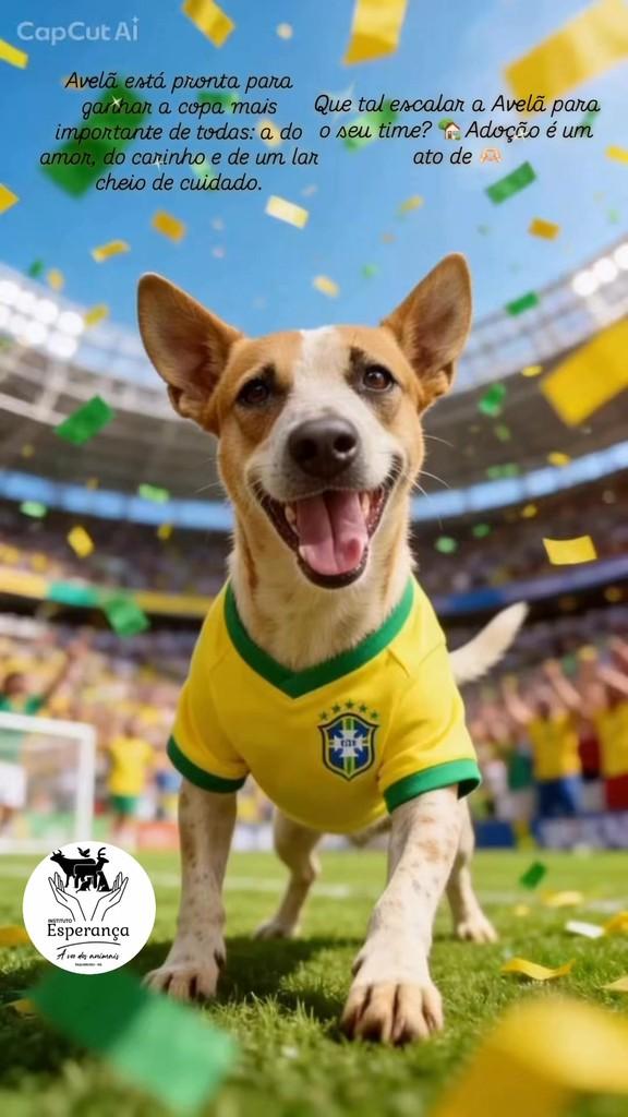 Avelã, cachorro de porte médio para adoção em Taquarussu - MS