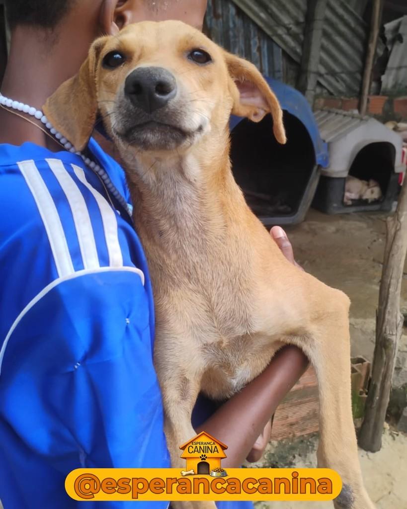 Guerreira, cachorro de porte pequeno para adoção em Salvador - BA