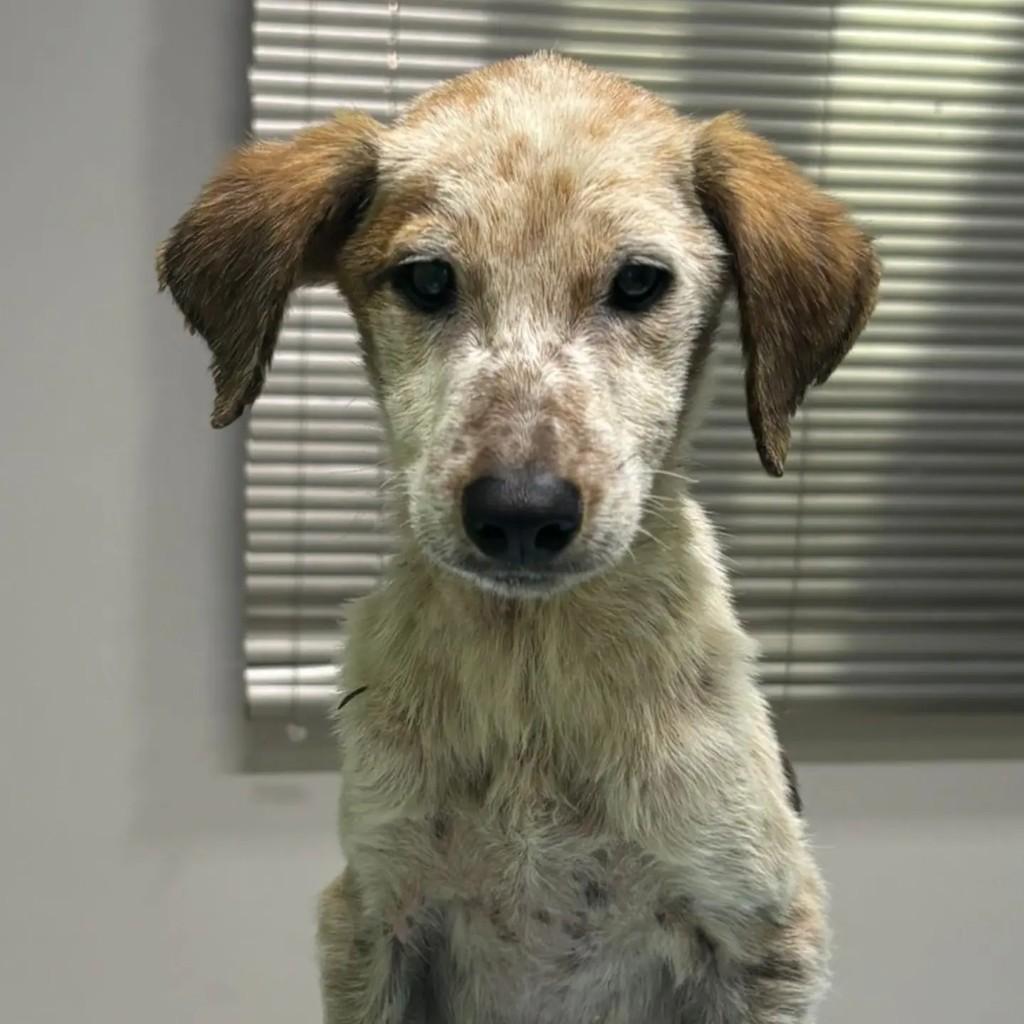 Ruyzinho, cachorro de porte médio para adoção em Chapecó - SC