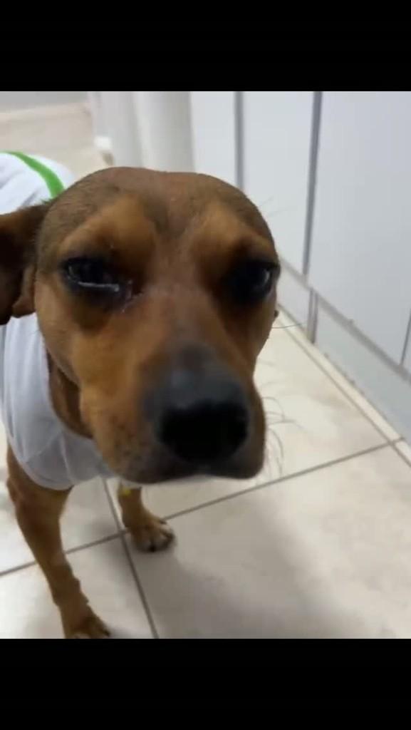 Joca, cachorro de porte médio para adoção em Chapecó - SC