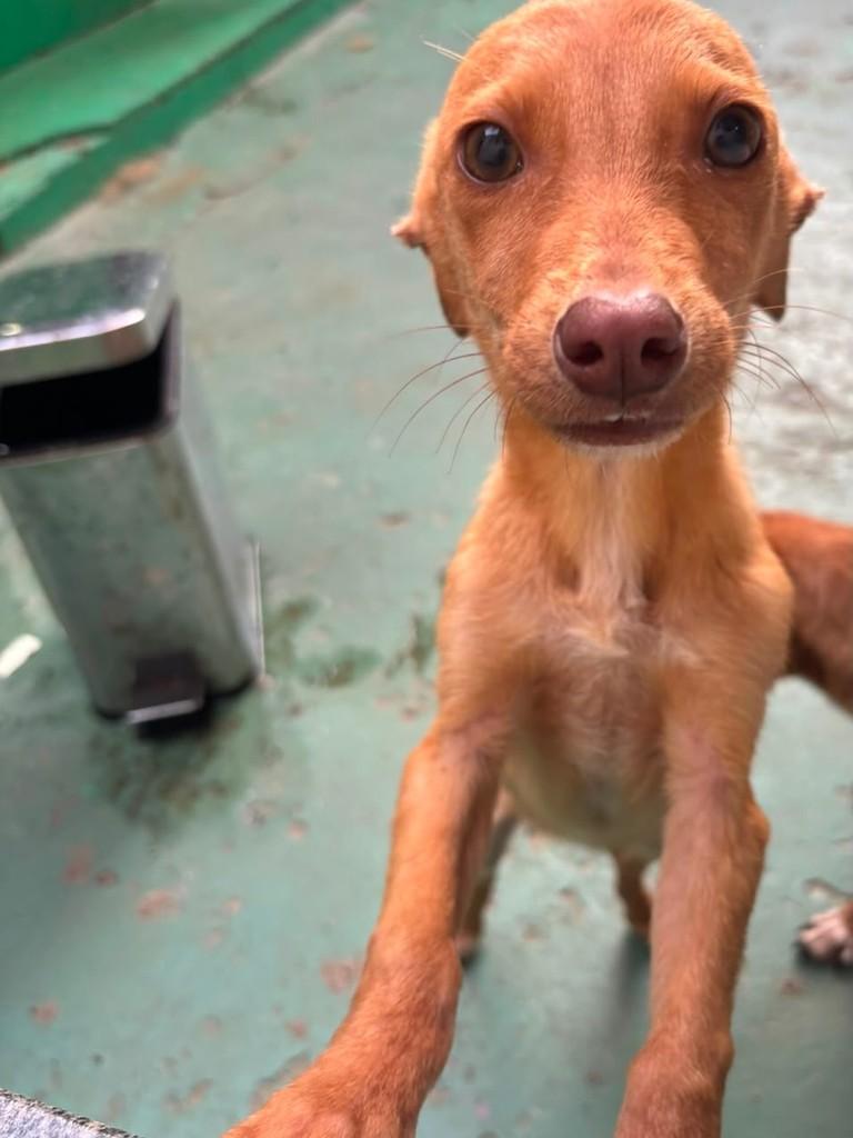 Cachorrinha, cadela de porte pequeno para adoção em Chapecó - SC