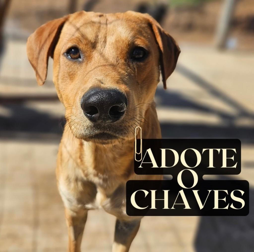 Chaves, cachorro de porte médio para adoção em Eldorado do Sul - RS