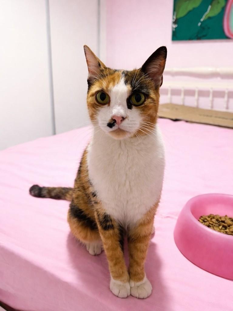 Daisy, gata de porte médio para adoção em São Paulo - SP