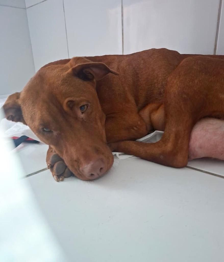 Cacau, cadela de porte médio para adoção em São Paulo - SP