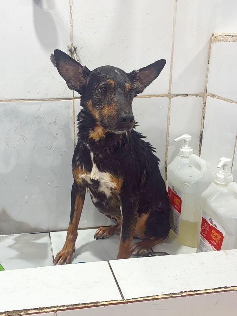 Tufão, cachorro de porte grande para adoção em São Paulo - SP