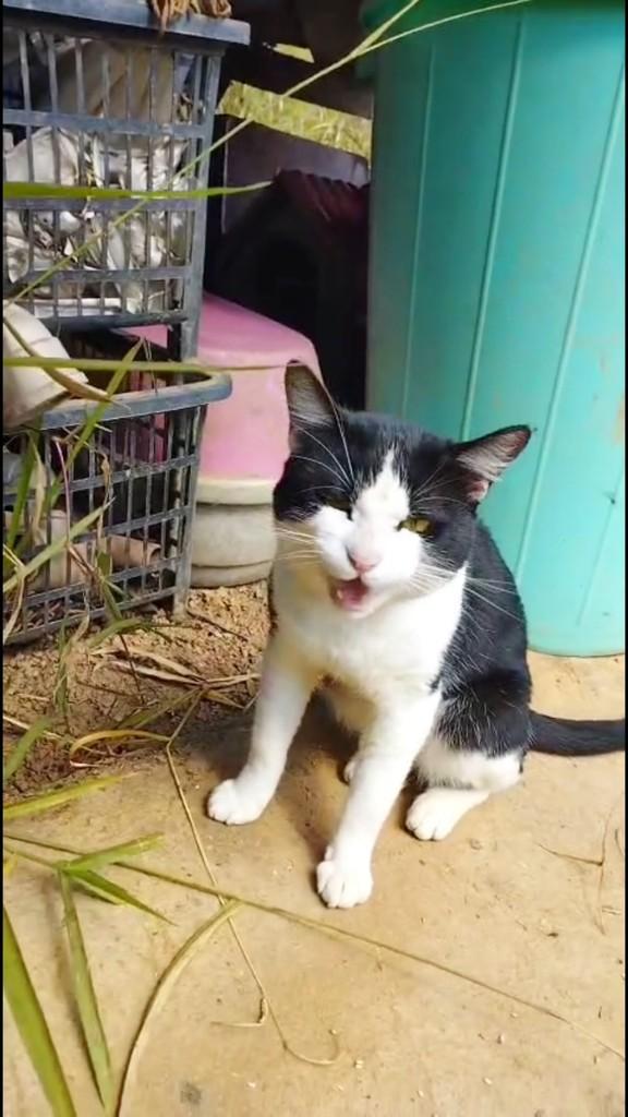 Marlon, gato de porte pequeno para adoção em São Paulo - SP