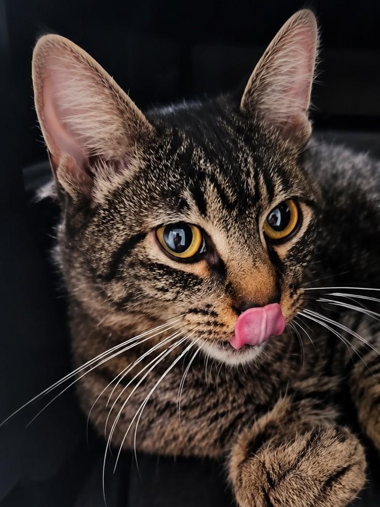 Luquinha, gato de porte pequeno para adoção em São Paulo - SP