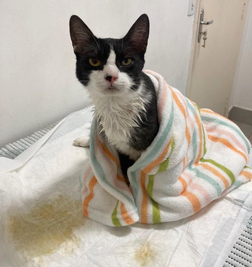 César, gato de porte pequeno para adoção em São Paulo - SP