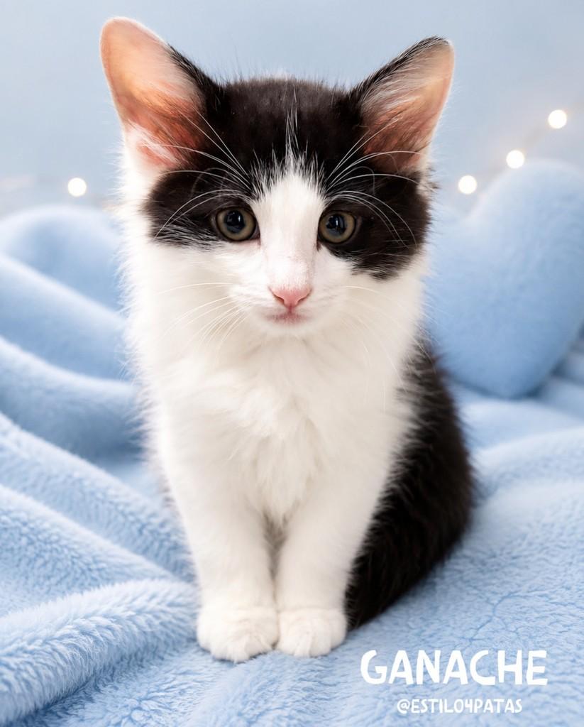 Ganache, gato de porte pequeno para adoção em São Paulo - SP