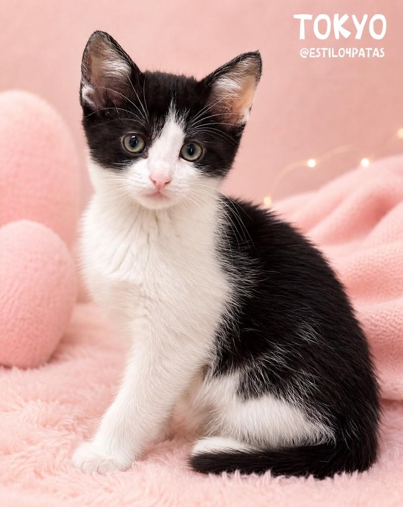 Tokyo, gato de porte pequeno para adoção em São Paulo - SP