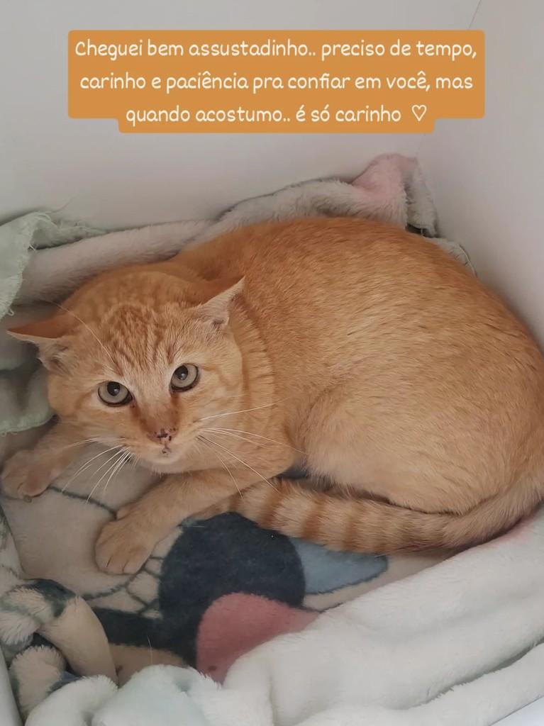 Oliver, gato de porte médio para adoção em Santo André - SP