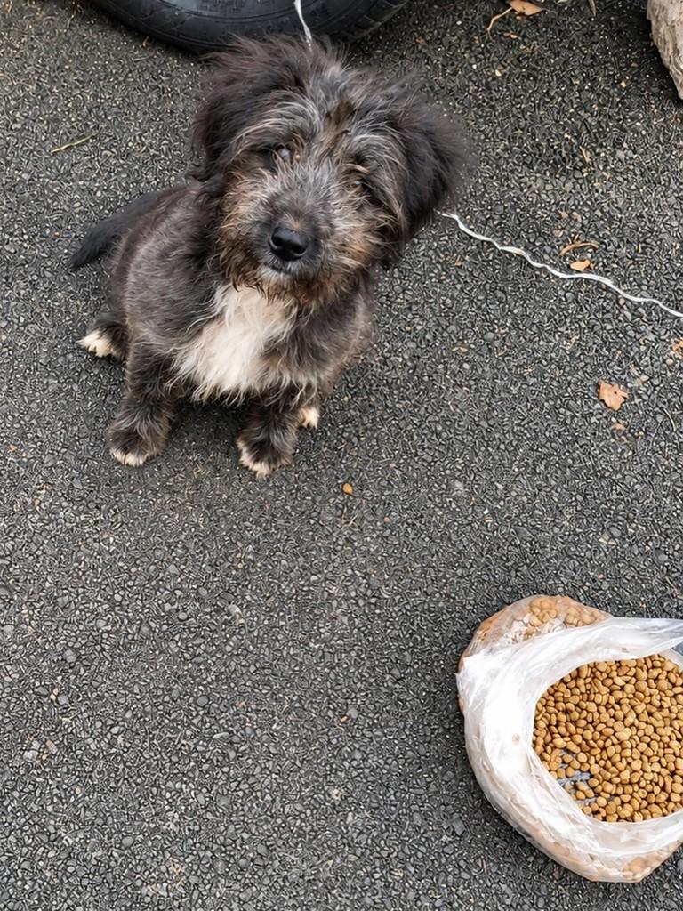 Muffin, cachorro de porte pequeno para adoção em São Paulo - SP