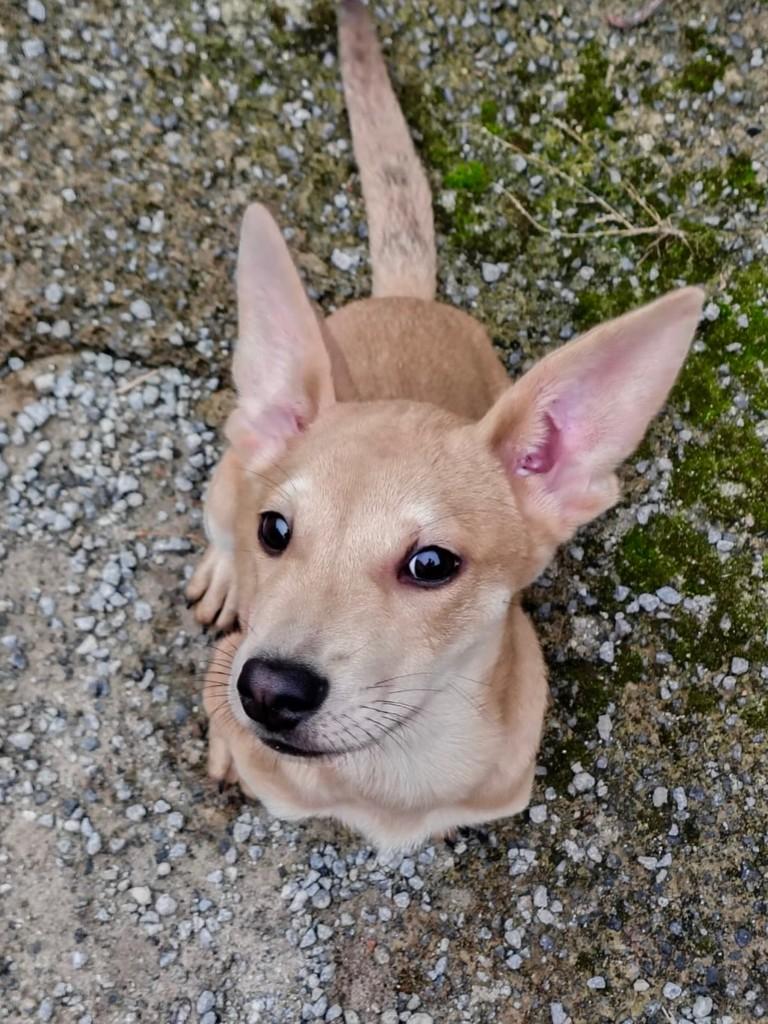 Cairo, cachorro de porte pequeno para adoção em São Paulo - SP