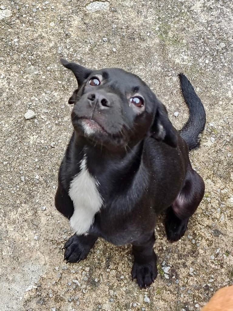 Luanda, cachorro de porte pequeno para adoção em São Paulo - SP
