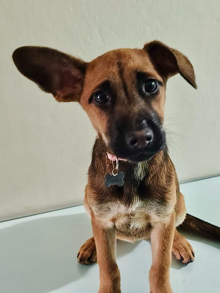 Siena, cachorro de porte pequeno para adoção em São Paulo - SP