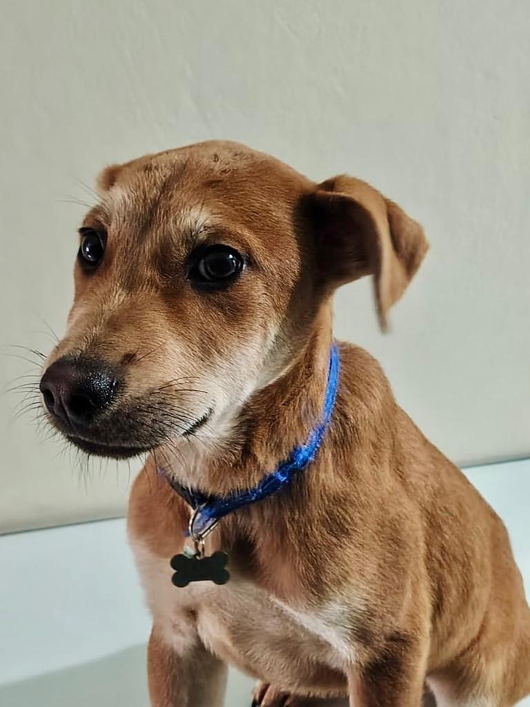 Dallas, cachorro de porte pequeno para adoção em São Paulo - SP