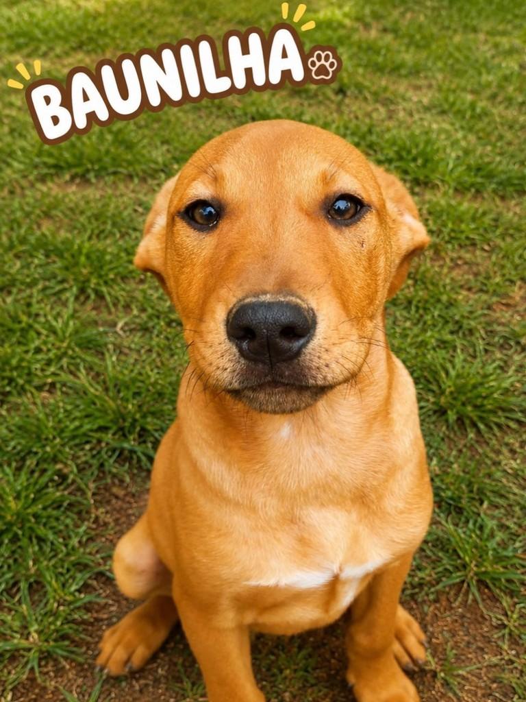 Baunilha, cachorro de porte pequeno para adoção em São Paulo - SP