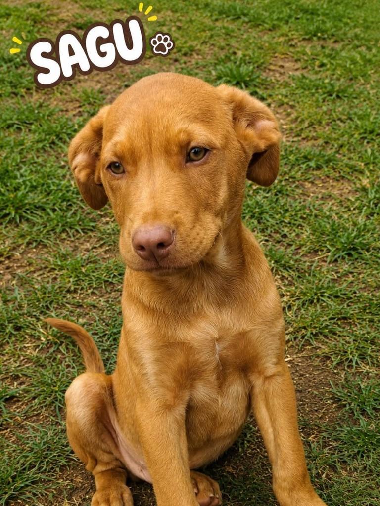 Sagu, cachorro de porte pequeno para adoção em São Paulo - SP