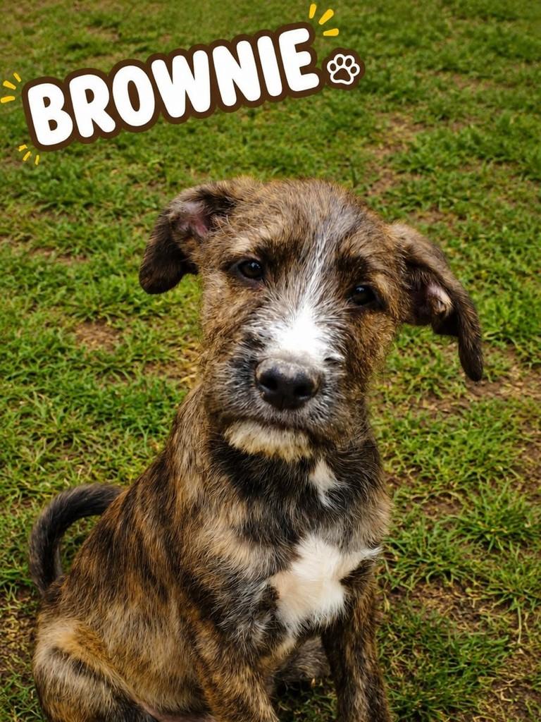 Brownie, cachorro de porte pequeno para adoção em São Paulo - SP