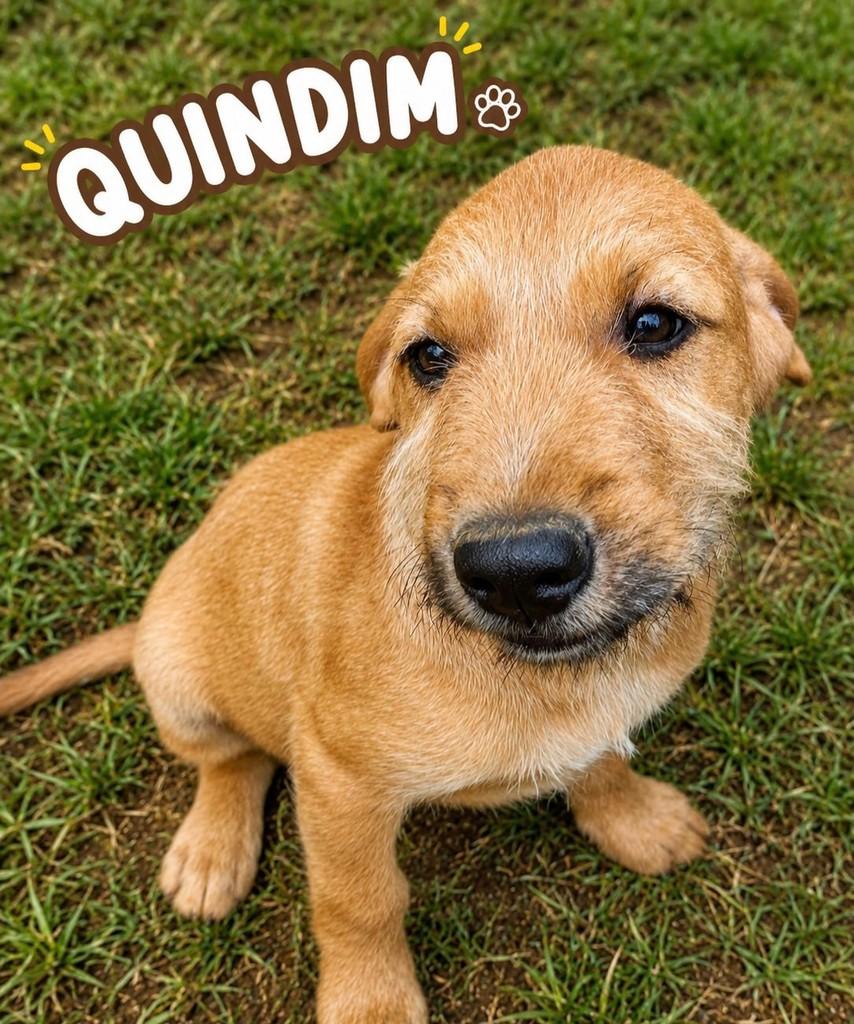 Quindim, cachorro de porte pequeno para adoção em São Paulo - SP