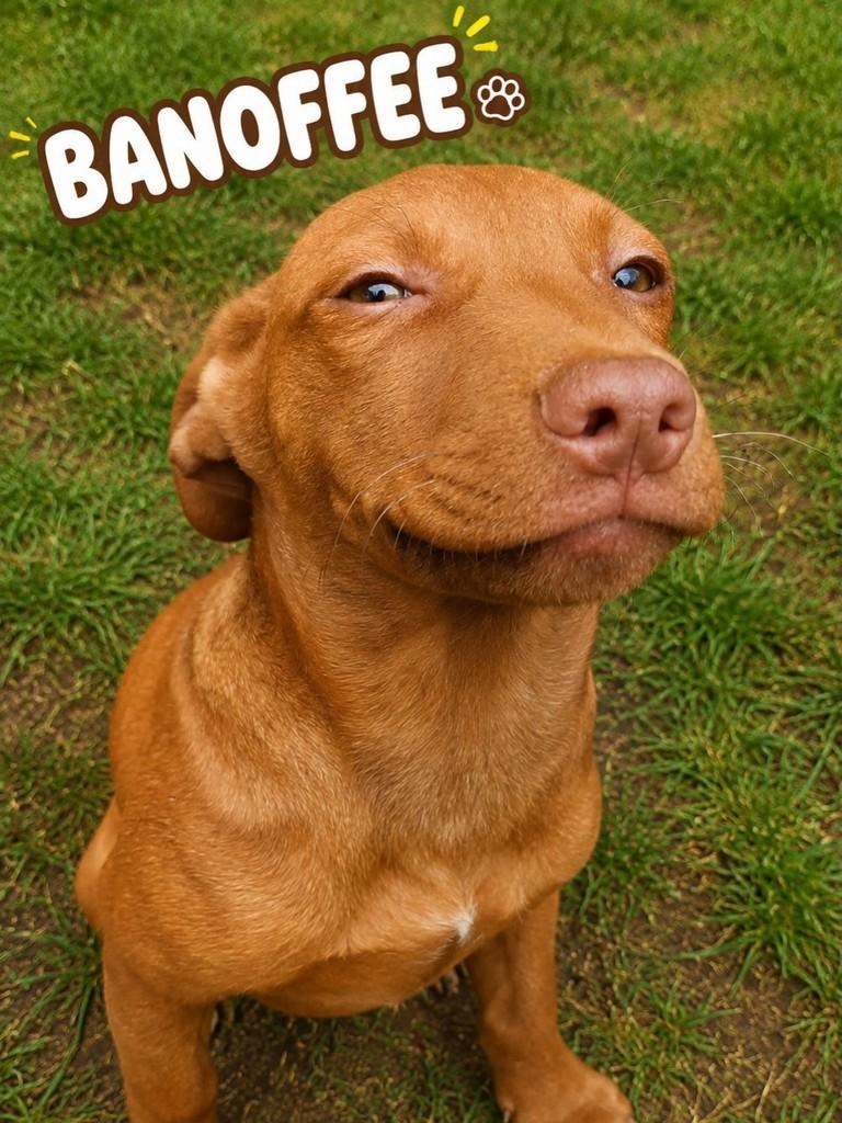 Banoffee, cachorro de porte pequeno para adoção em São Paulo - SP