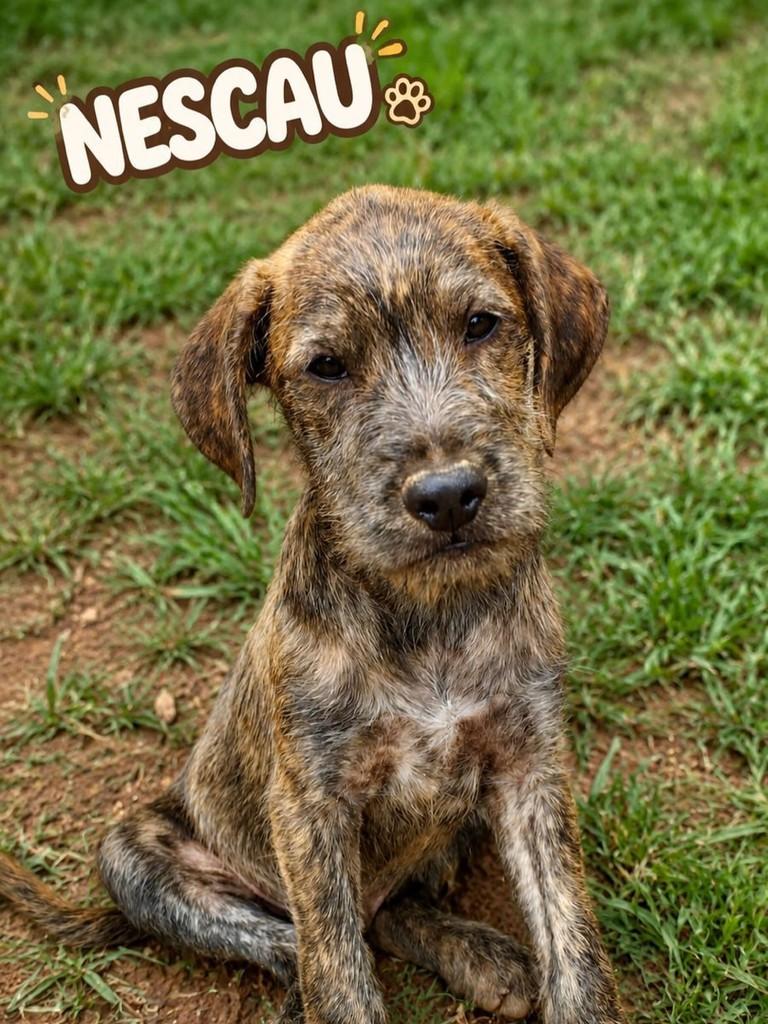 Nescau, cachorro de porte pequeno para adoção em São Paulo - SP