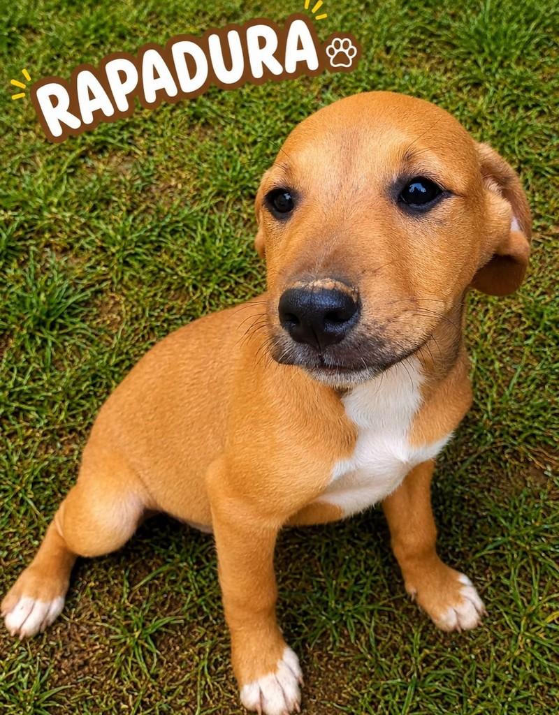 Rapadura, cachorro de porte pequeno para adoção em São Paulo - SP