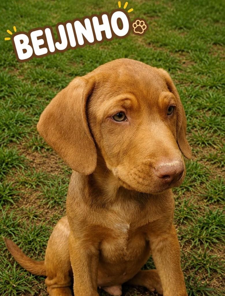 Beijinho, cachorro de porte pequeno para adoção em São Paulo - SP