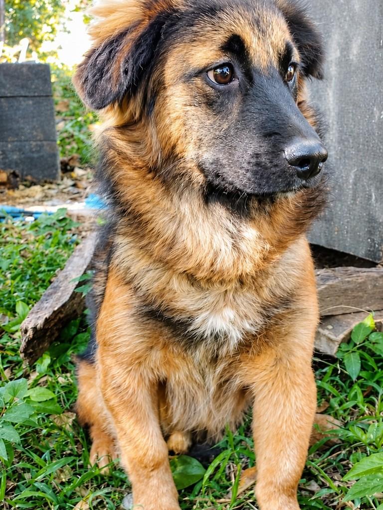 Ziggy, cachorro de porte pequeno para adoção em São Paulo - SP