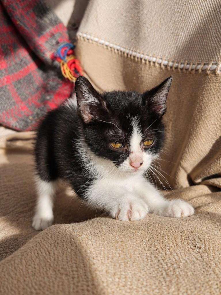 Suzy, gata de porte pequeno para adoção em São Paulo - SP