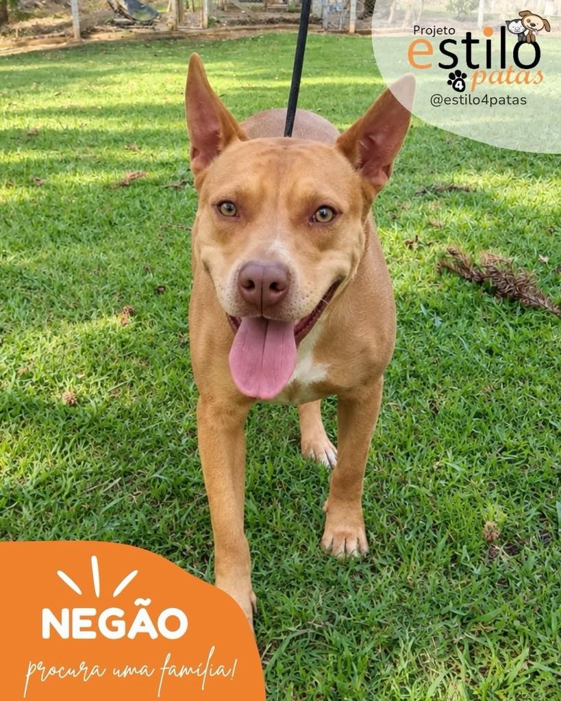 Negão, cachorro de porte médio para adoção em São Paulo - SP