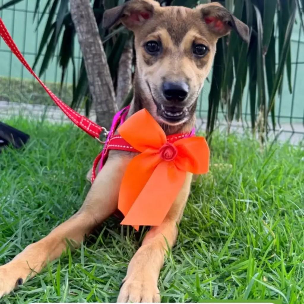 Nágela, cachorro de porte pequeno para adoção em Fortaleza - CE