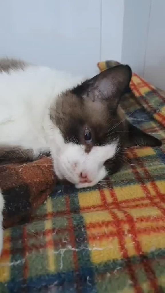 Gatão, gato de porte médio para adoção em Osasco - SP