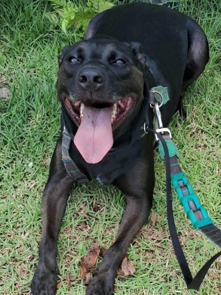 Thor, cachorro de porte grande para adoção em Osasco - SP